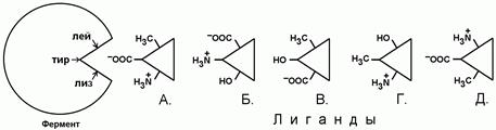 Тема: структурно-функциональная организация ферментов. Регуляция активности ферментов - student2.ru