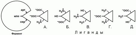 Тема: структурно-функциональная организация ферментов. Регуляция активности ферментов - student2.ru