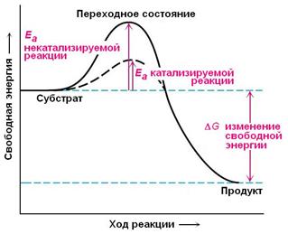 Термодинамика ферментативной реакции - student2.ru