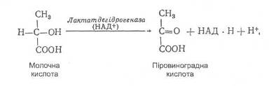 Термодинаміка гальванічного елемента. Рівняння Нернста - student2.ru