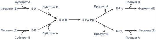 Типы ферментативных реакций - student2.ru