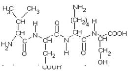 типы связей между аминокислотами в молекуле белка - student2.ru