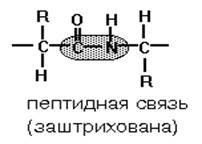 типы связей между аминокислотами в молекуле белка - student2.ru