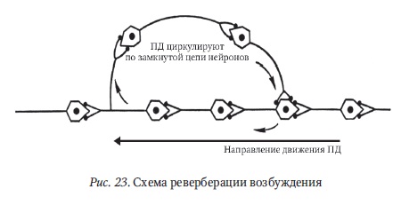 трансформация ритма пд в нц - student2.ru