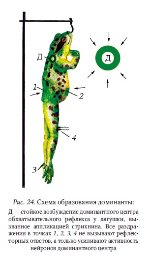 трансформация ритма пд в нц - student2.ru