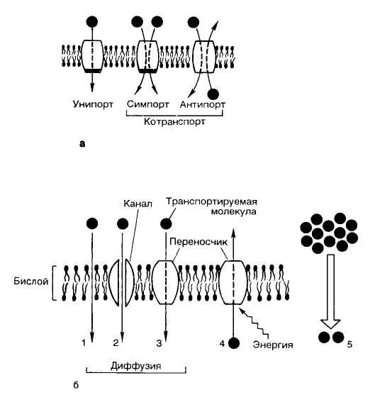 транспорт веществ через мембрану - student2.ru