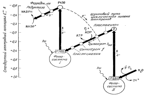Транспорт электронов и фотофосфорилирование - student2.ru