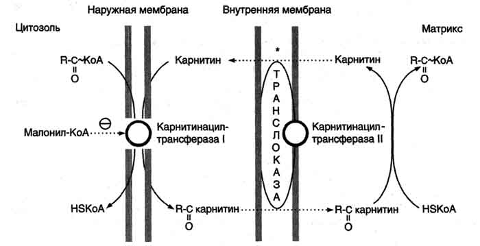 Транспорт жирных кислот с длинной углеводородной цепью в митохондриях - student2.ru