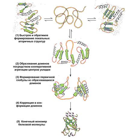 Третичная структура белков - student2.ru