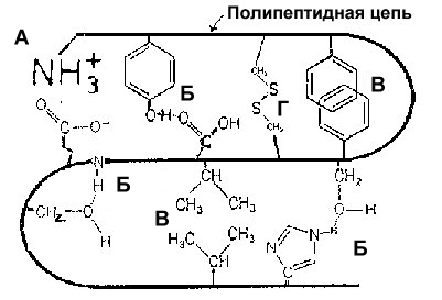 Третичная структура белков - student2.ru