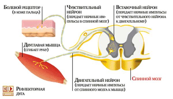 Трофическая (питательная) функция. - student2.ru