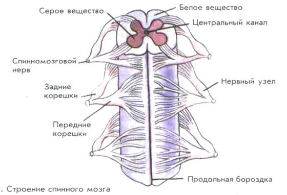 Трофическая (питательная) функция. - student2.ru