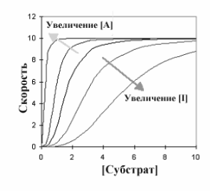 У аллостерических ферментов особые свойства - student2.ru