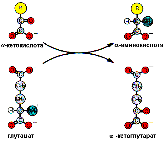Участь метаболіт ЦТК у синтезі амінокислот, гему. Приклади цих реакцій. Перетворення а-кетоглутарату в ГЛУ та ГЛН. Перетворення фурамату в аспартат. - student2.ru