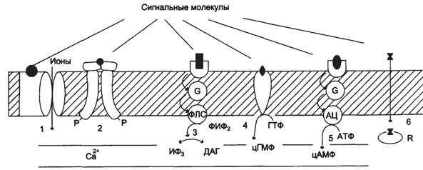 Участие рецепторов в трансмембранной передаче сигнала - student2.ru