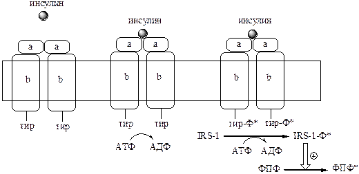 Участие рецепторов в трансмембранной передаче сигнала - student2.ru