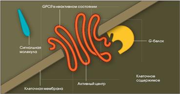 Участие рецепторов в трансмембранной передаче сигнала - student2.ru