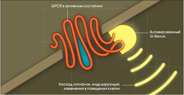 Участие рецепторов в трансмембранной передаче сигнала - student2.ru