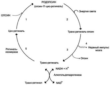 Участие витамина А в процессе зрительного восприятия - student2.ru