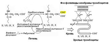 Участие витамина А в процессе зрительного восприятия - student2.ru