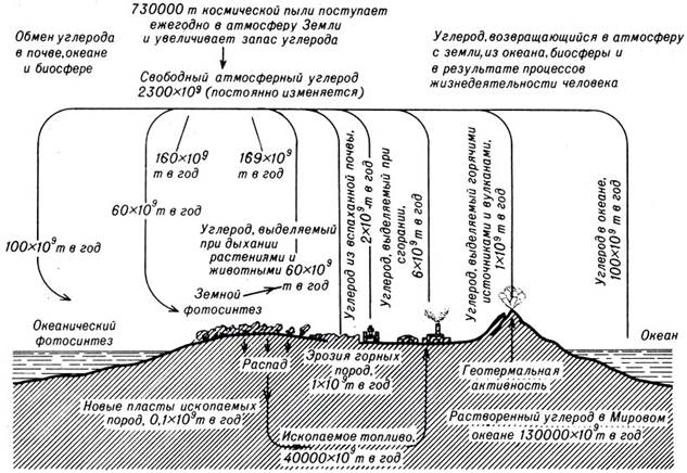 Углерод, как и другие основные элементы, участвует в сложном биохимическом цикле - student2.ru