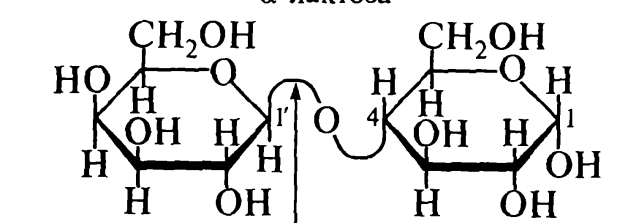 УглеводЫ. ДИ-, полИсахаридЫ - student2.ru