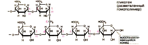 Углеводы: полисахариды, строение крахмала и гликогена. Ферментативный гидролиз крахмала в организме человека - student2.ru
