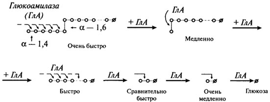 Углеводы в пищевых продуктах - student2.ru