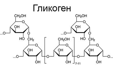 Углеводы животного происхождения. - student2.ru