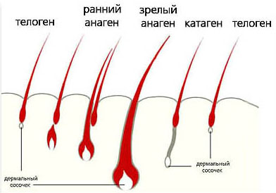 Уход за волосами и средства для этого - student2.ru