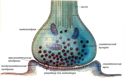 Ультраструктура химического синапса - student2.ru