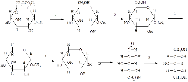 Установите правильную последовательность. Тема 8. Углеводы. Моносахариды - student2.ru