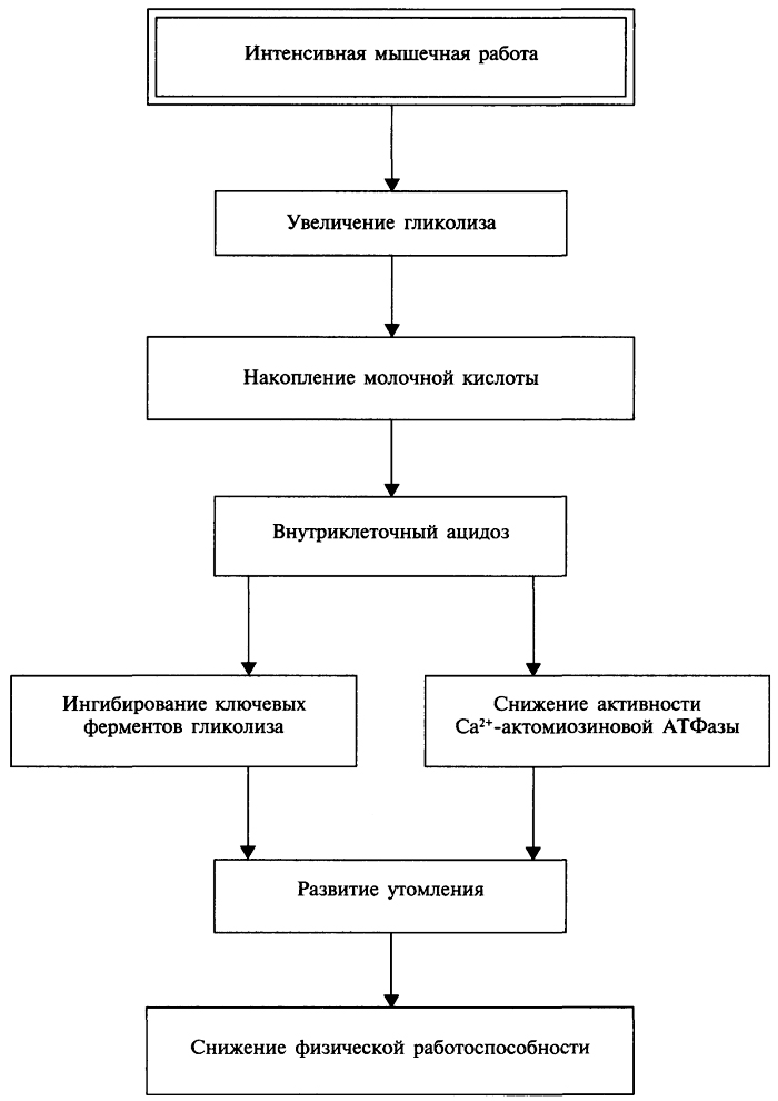 Утомление. Биохимические изменения в организме при утомлении - student2.ru