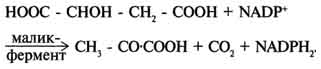 В. Анаболические функции цитратного цикла - student2.ru