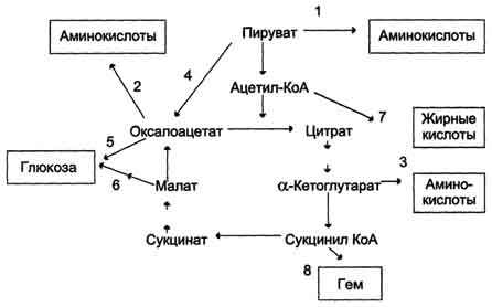 В. Анаболические функции цитратного цикла - student2.ru