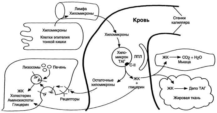 В. Использование экзогенных жиров тканями - student2.ru