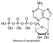 V. классификация аминокислот по полярности радикалов. - student2.ru