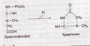 В. Синтез глюкозы из аминокислот - student2.ru