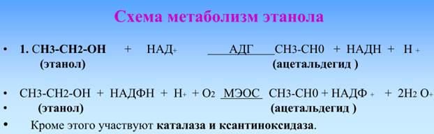 В схеме метаболизма этанола дописать 2-ю и 3-ю стадии. - student2.ru
