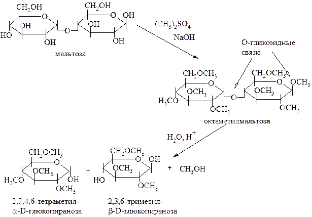 В структуре всех восстанавливающих дисахаридов есть свободный полуацетальный гидроксил - student2.ru