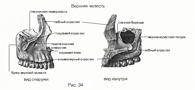 Верхняя челюсть (maxilla) - student2.ru