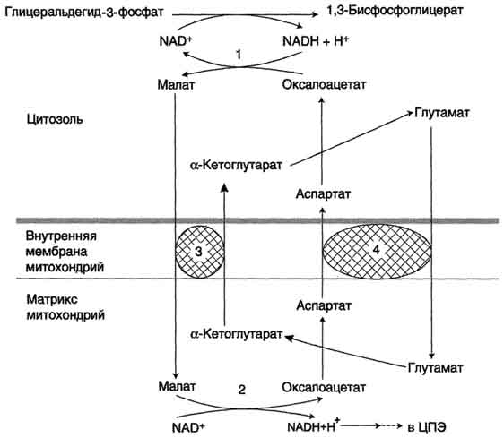 Включение фруктозы и галактозы в гликолиз - student2.ru