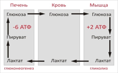 Включение фруктозы и галактозы в гликолиз - student2.ru