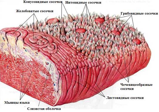 Вкусовая сенсорная система - student2.ru