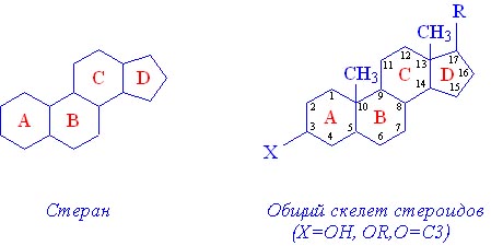 Влияние гормонов на состояние кожи - student2.ru