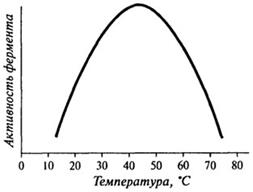 Влияние концентрации фермента на скорость ферментативной реакции - student2.ru