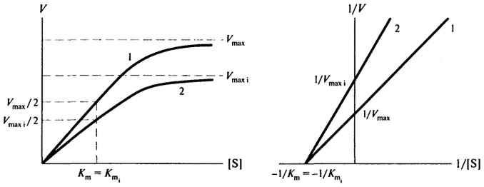 Влияние концентрации фермента на скорость ферментативной реакции. - student2.ru