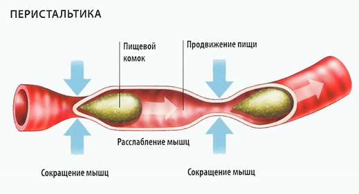 Влияние пищевых факторов на желчевыделение - student2.ru