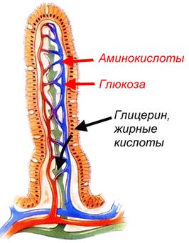 Влияние пищевых факторов на желчевыделение - student2.ru