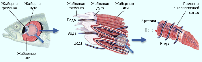 Внутреннее строение рыбы (органы дыхания рыбы — жабры) - student2.ru